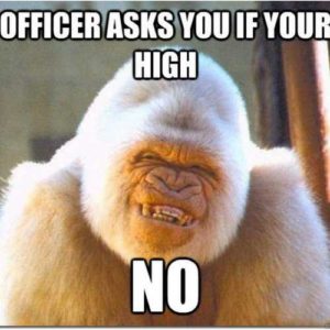 OFFICER ASKS YOU IF YOUR HIGH NO